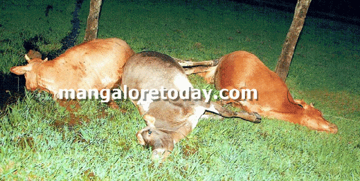 cattle electrocuted